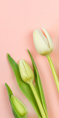 three white tulips on a pink background