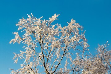 Frosted treetops against a blue sky
