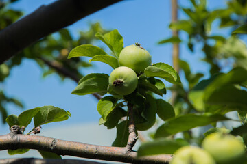 Green apples grow on a tree branch surrounded by foliage