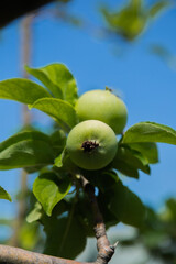 Green apples grow on a tree branch surrounded by foliage