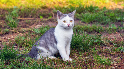 Obraz premium Young cat with white and gray fur in the garden on the grass