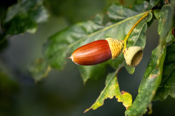 Large ripe acorn on a tree, autumn view