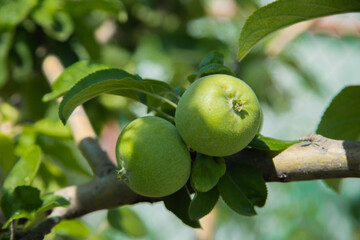 Green apples grow on a tree branch surrounded by foliage