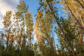 Poplar forest with yellow leaves in autumn.