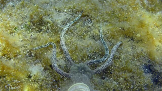 Brittle Star on seabed with brown algae, slowly crawling through the frame, close-up. Mediterranean.