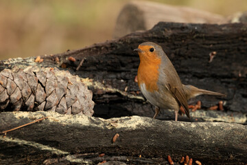 petirrojo europeo​ (Erithacus rubecula) en un tronco en el parque 