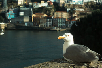 Obraz premium Seagull on the waterfront of the old town in Porto, Portugal.