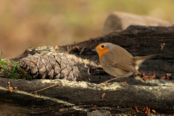 petirrojo europeo​ (Erithacus rubecula) en un tronco en el parque 