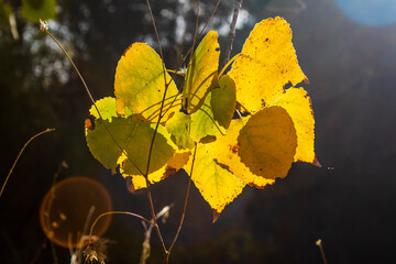 Yellow leaves in autumn covering the sun rays.