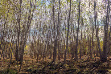 Poplar forest without leaves in winter near Serpis river.