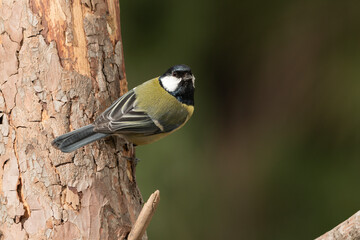  carbonero común (Parus major) en tronco de un árbol