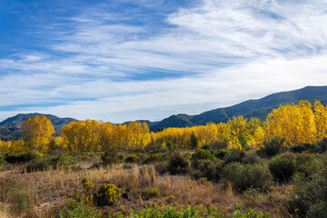 Fototapeta premium Poplar forest with yellow leaves near Serpis river.