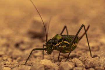 Macro photography of a cricket in sepia colors.