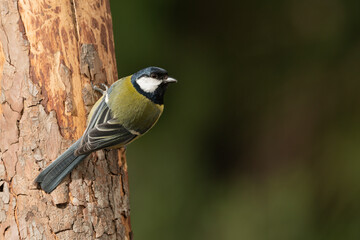 carbonero común (Parus major) en el tronco  de un árbol 