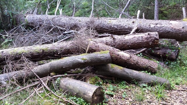 Baumst&auml;mme im Eibenwald