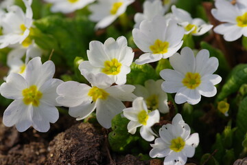 Fototapeta premium white and yellow flowers
