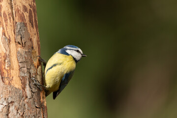 herrerillo común de perfil posado en un troco de pino (Cyanistes caeruleus)​