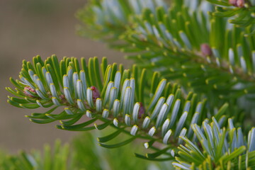 close up of a flower of a plant