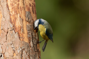 herrerillo común (Cyanistes caeruleus)​