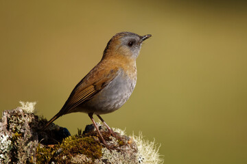 Black-billed Nightingale-thrush - Catharus gracilirostris small thrush endemic to the highlands of Costa Rica and western Panama. Grey (gray) and brown bird in Central America during sunset