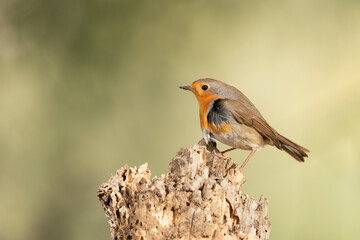 petirrojo europeo​ (Erithacus rubecula) 