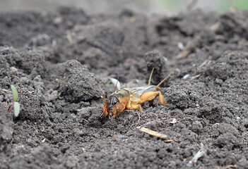 mole cricket insect, pest of agriculture.