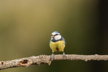 herrerillo común (Cyanistes caeruleus)​
