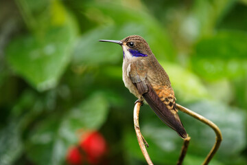 Fototapeta na wymiar Brown Violet-ear - Colibri delphinae large hummingbird, bird breeds at middle elevations in the mountains in Central America, western and northern South America, Trinidad and in Brazilian state Bahia