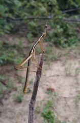 dragonfly on a branch