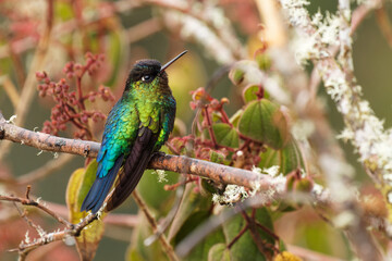 Fiery-throated Hummingbird - Panterpe insignis medium-sized hummingbird breeds only in the mountains of Costa Rica and Panama. Beautiful colourful bird with orange, yellow, blue and green feather