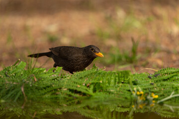 mirlo (Turdus merula) en el suelo junto al  los helechos del estanque 