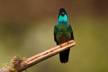 Talamanca (Admirable) Hummingbird - Eugenes spectabilis is large hummingbird living in Costa Rica and Panama.  Beautiful green and blue colour, sitting and flying