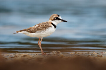 Fototapeta na wymiar Charadrius collaris - Collared Plover small shorebird in the plover family, Charadriidae, lives along coasts and riverbanks of the tropical to temperate Americas, from Mexico to Chile and Argentina
