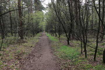 Fototapeta premium Wanderweg im schönen Münsterland