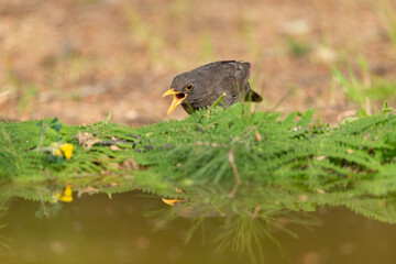 mirlo (Turdus merula) en el suelo junto al  los helechos del estanque 