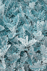 Beautiful vegetative background. Foliage of  Silver dust plant ( Dusty Miller ), color toned
