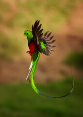 Quetzal - Pharomachrus mocinno male - bird in the trogon family, found from Chiapas, Mexico to western Panama, well known for its colorful plumage, eating wild avocado. Flying green nesting bird - 428641542