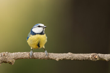 herrerillo común (Cyanistes caeruleus)​