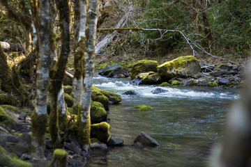 river in the forest