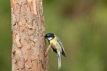 carbonero común (Parus major) posado en la rama de un árbol