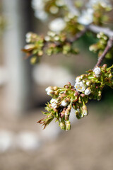 branch of a cherry tree