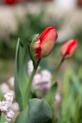 red tulip in the garden