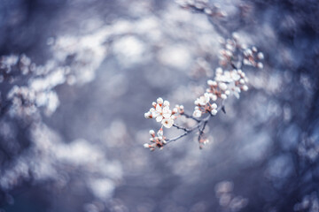 Wiosenne, białe kwiaty na drzewach, efekt bokeh - obrazy, fototapety, plakaty
