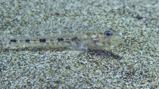 Black goby (Gobius niger) on the sandy seabed, close-up. Mediterranean.