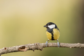 carbonero común (Parus major) posado en la rama de un árbol