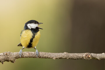 carbonero común (Parus major) posado en la rama de un árbol