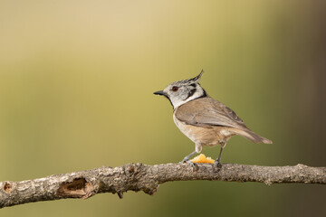 herrerillo capuchino (Lophophanes cristatus) en una rama de un árbol del parque 