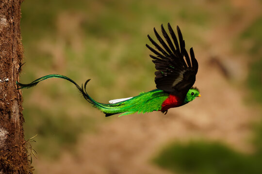 Resplendent Quetzal Images Browse 1 524 Stock Photos Vectors And Video Adobe Stock