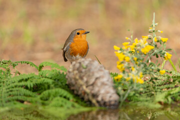 petirrojo europeo​ (Erithacus rubecula) 