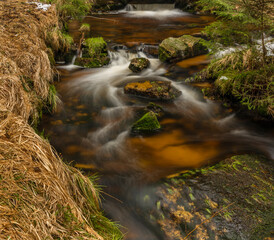 Dry color grass near Jezerni creek in national park Sumava in morning